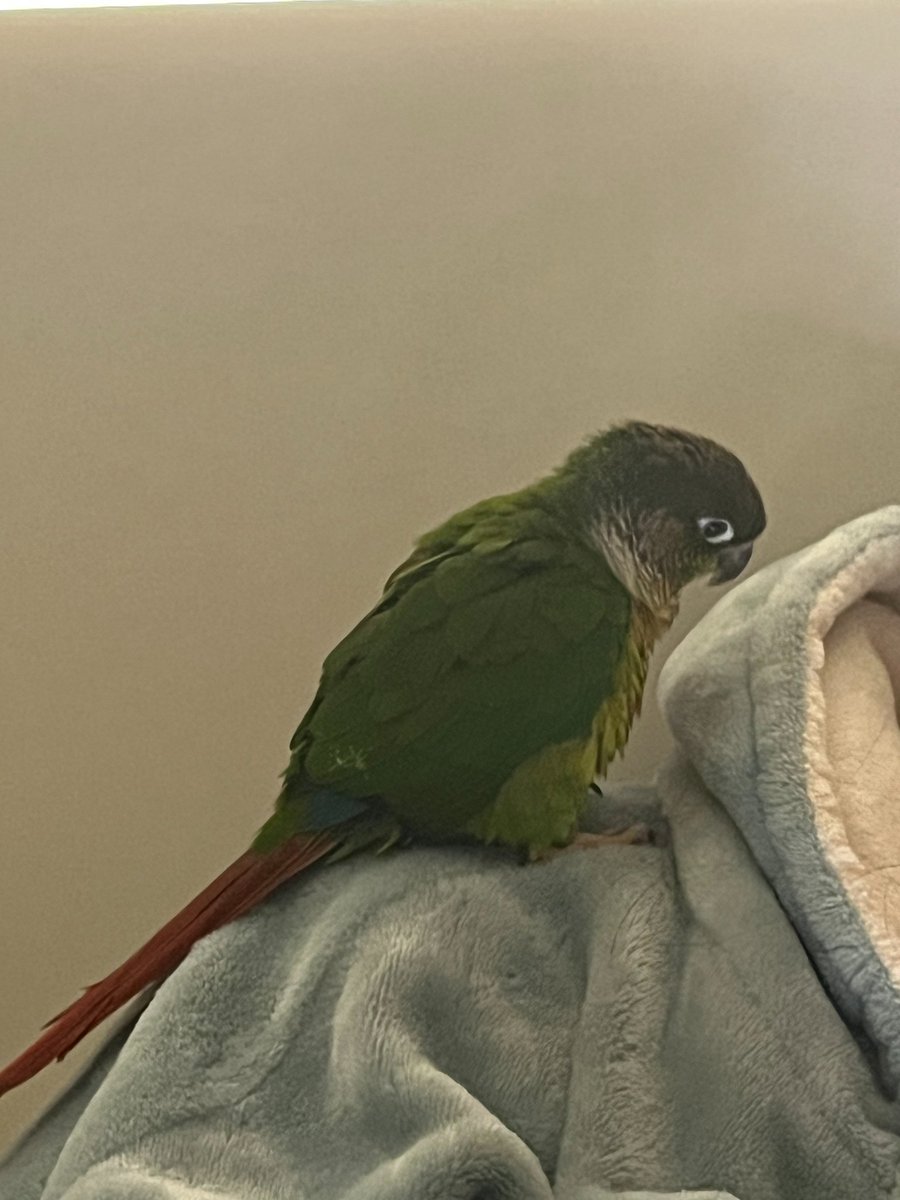 Midnight tweet media