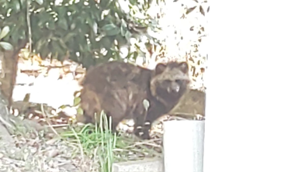 たぬきちと目があった。