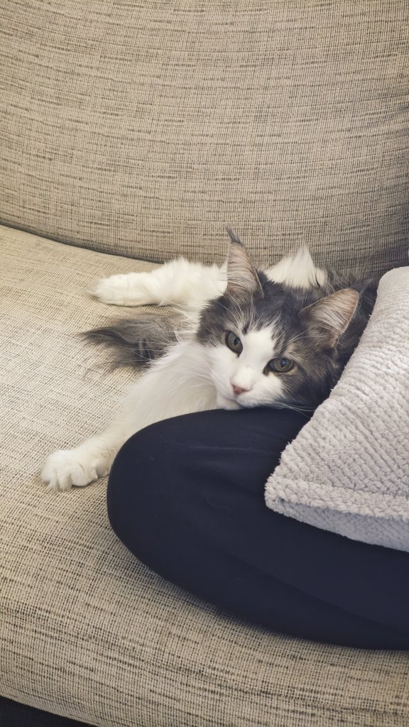 今日は猫の日なので、さっき撮った人の膝にあご乗せしているうちの🐈️を置いておきますね