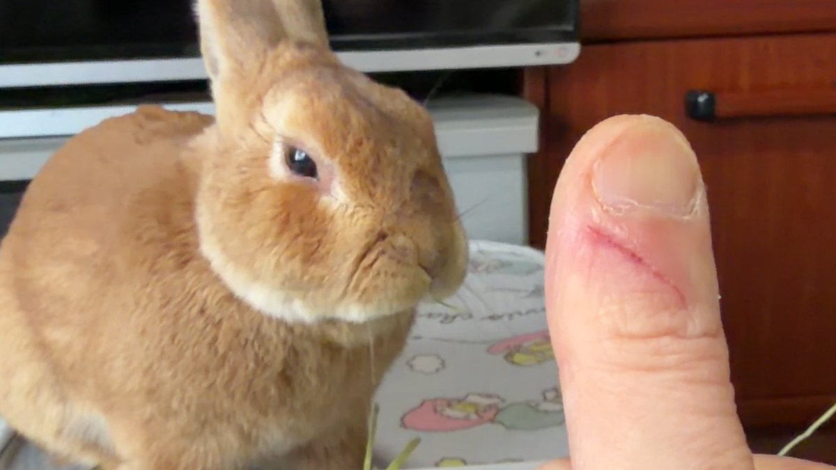 【危険】うさぎの歯はカミソリです。
動画はこちら⇒youtu.be/A5NmVcGPFkQ