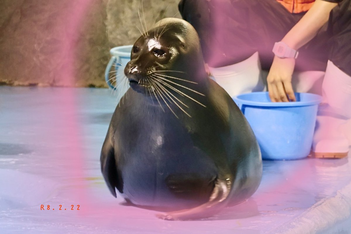 ニコちゃん