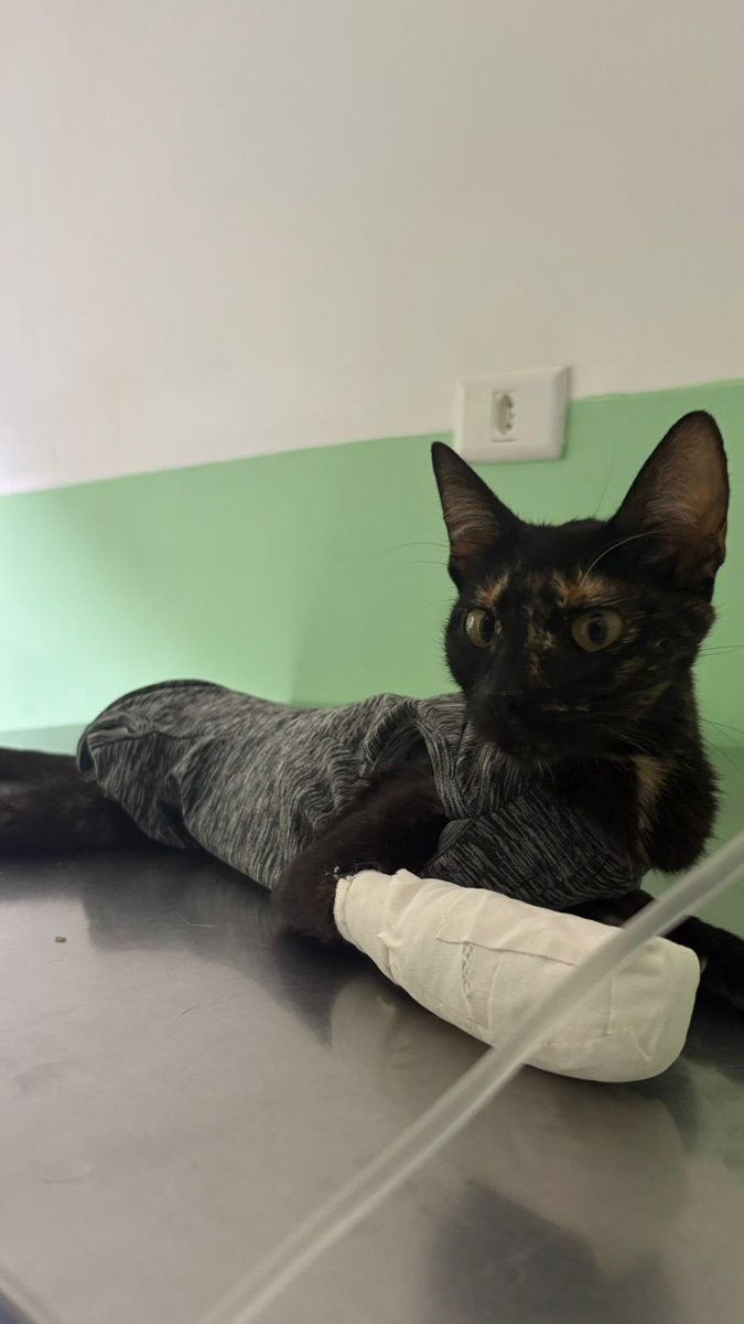 oi amigos! vim pedir a ajuda d vcs

kush foi resgatada amamentando 6 filhotes após ser atropelada por um trem. perdeu uma patinha e passou por cirurgias graves

custos: ~R$6.300

qualquer valor ajuda
pix: 13 99204-5794 (nubank)

rt já faz diferença.