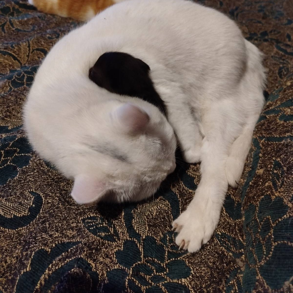 Кот Шурик из Беловежской пущи и его большая семья tweet media