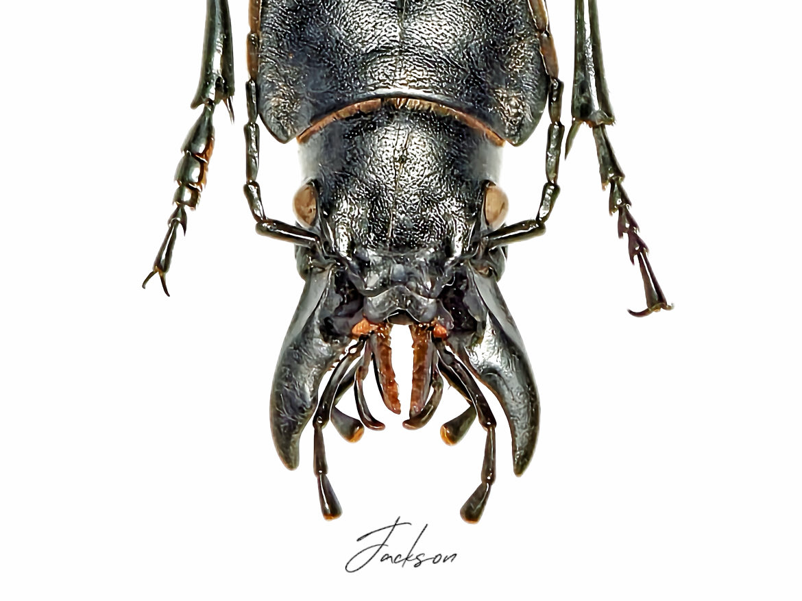asukaambition's tweet photo. 雌雄嵌合體!
Carabus (Eupachys) acutithorax Deuve, 1989
#carabus #Eupachys #acutithorax https://t.co/hGAY0PlKan