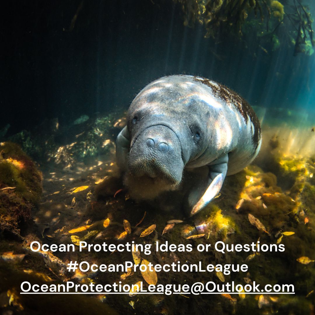 OceanProtectionLeague tweet media