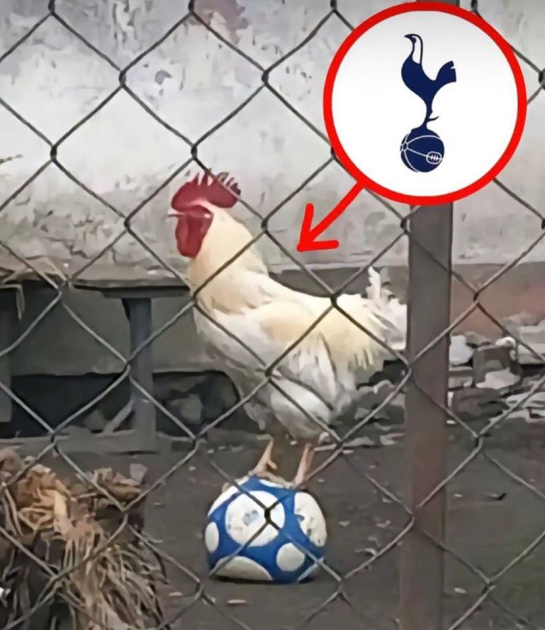 memes extremamente horríveis (ou bons) (@memes_horriveis) on Twitter photo 