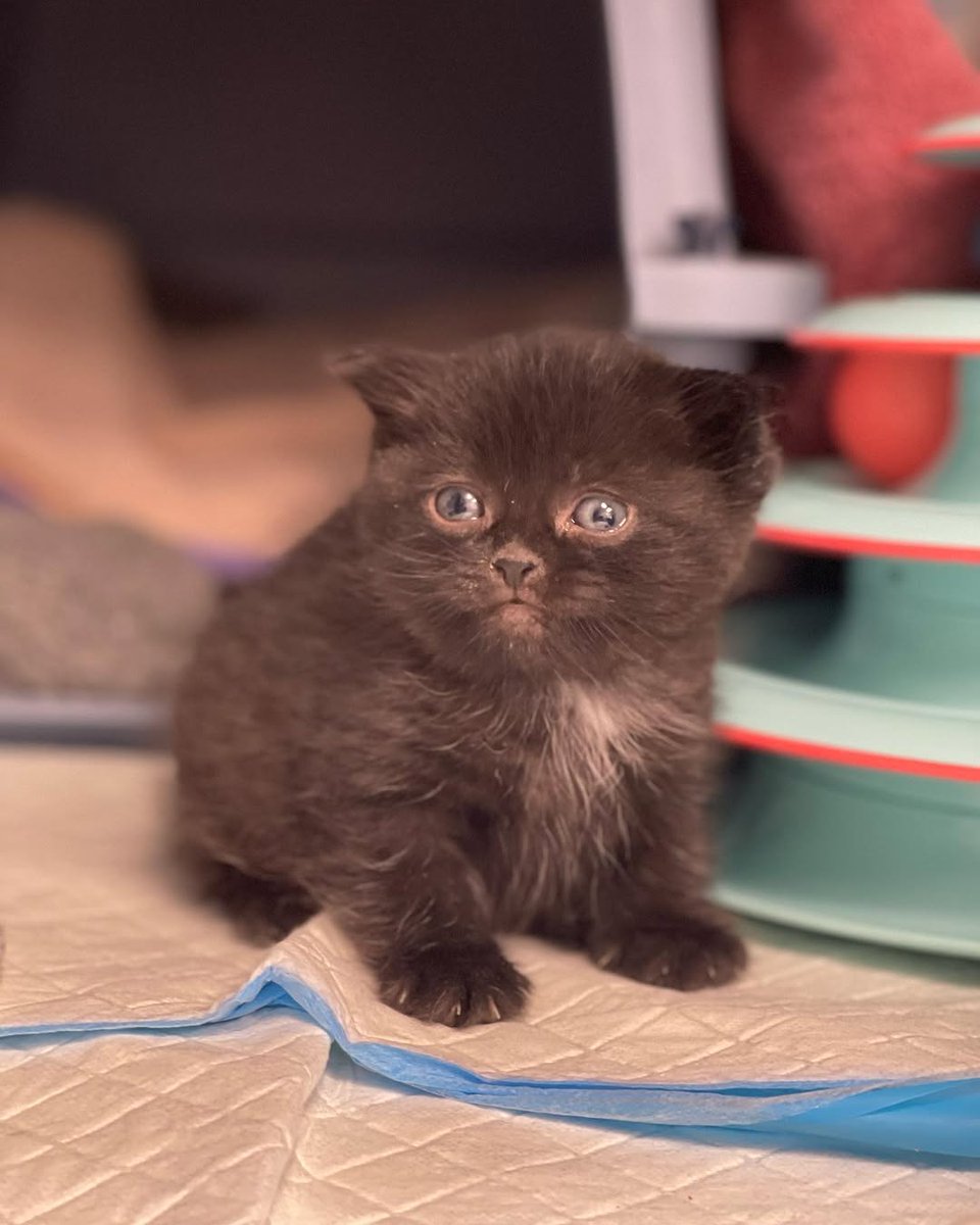 d6yba5107unp5's tweet image. I think we all need a little cuteness to brighten the day! 🐻

… yes this kitten is real… no she’s not available❤️

#adoptdontshop #cute #cutekitten #cutenessoverload #kittens_of_world #givemeallthekittens #savealife #kitten #kittens #kittenrescue #rescuekitten