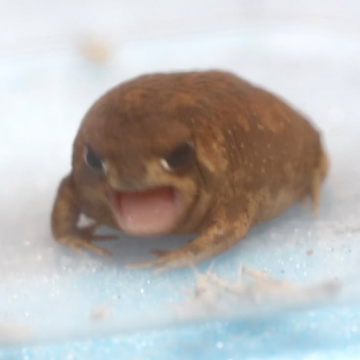No Context Frogs (@nocontextfrogs) on Twitter photo 