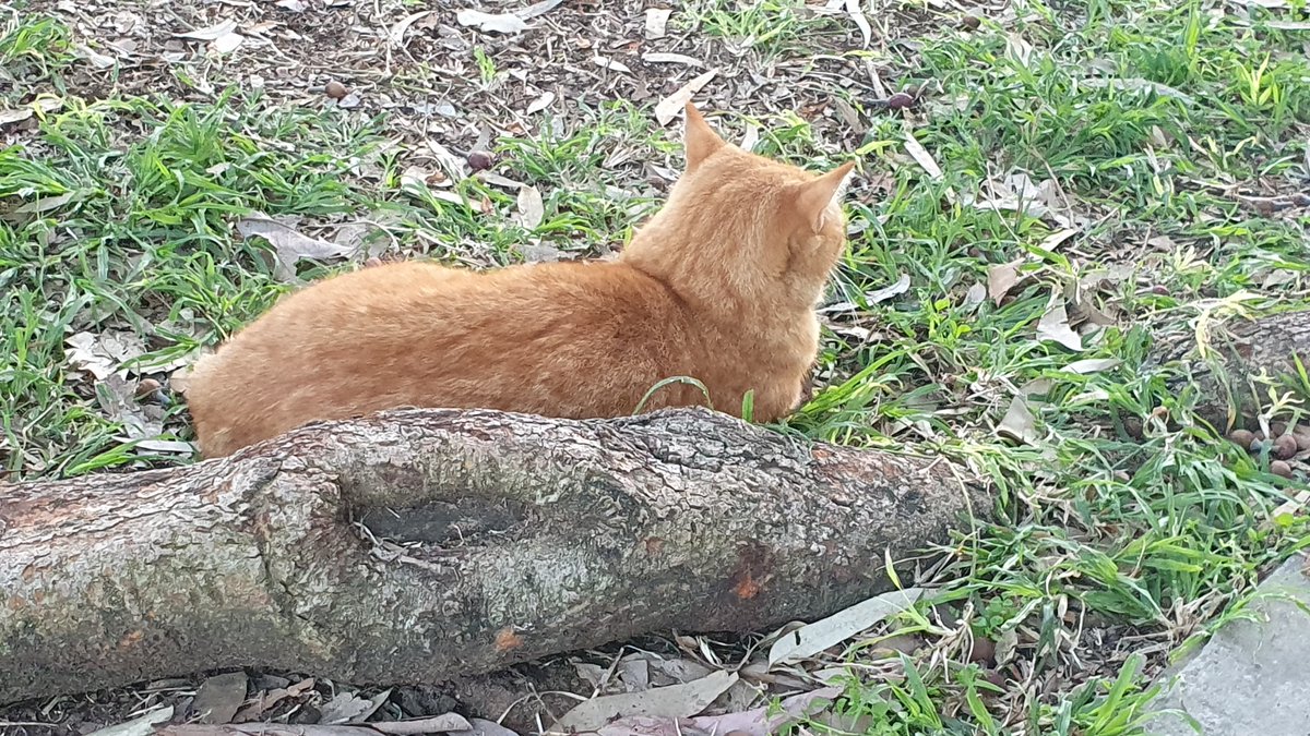 CatsEastTLV's tweet photo. בזמנים קשים ומתוחים, טוב לדעת שמישהו רגוע ויציב: הג'ינג'י מגינת המשחקים ברחוב אשרמן ניצב על משמרתו, מוסווה בצורה של אינגליש-קייק תפוז 🍊🍞 #פידחתולים #להחמיד_את_הפיד https://t.co/L8NzK6XJbE