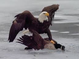 Randy Huebert tweet media