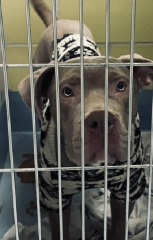 🆘Snowman ☃️🆕Intake BABY 🆘
☃️is 1️⃣0️⃣month old a baby boy at Queens ACC of NYC NYCACC
🆔2️⃣4️⃣7️⃣9️⃣0️⃣3️⃣ This beautiful baby looks spunky, headstrong &amp; defiant all making him a 💉🎯Let’s get him Adopted to👨👩 who’ll get puppy classes/training   ✍️ DM to <a href="/notthesameone2/">Not the Same</a> to 🆓 ☃️💞