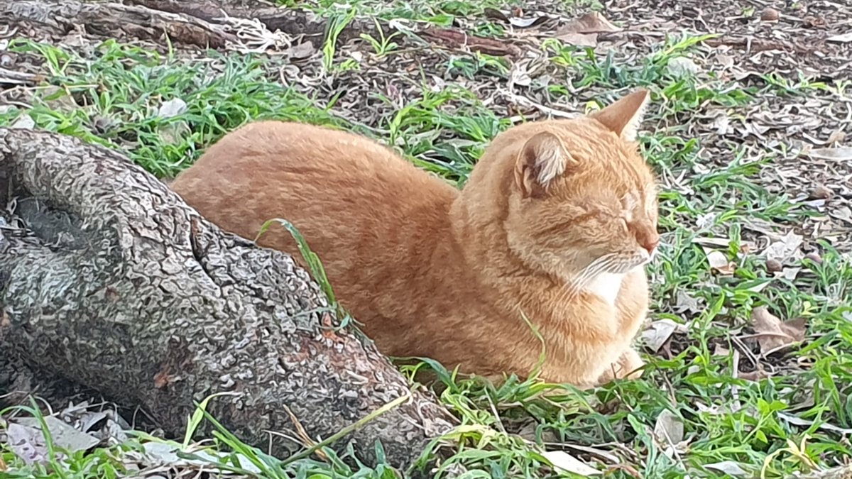 CatsEastTLV's tweet photo. בזמנים קשים ומתוחים, טוב לדעת שמישהו רגוע ויציב: הג'ינג'י מגינת המשחקים ברחוב אשרמן ניצב על משמרתו, מוסווה בצורה של אינגליש-קייק תפוז 🍊🍞 #פידחתולים #להחמיד_את_הפיד https://t.co/L8NzK6XJbE