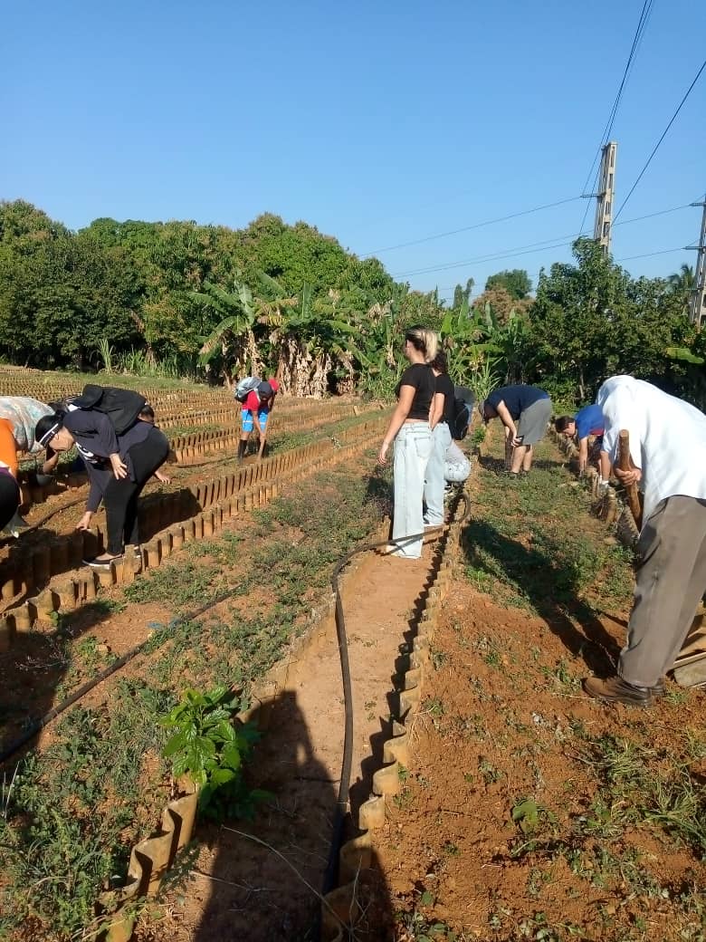Trabajadores y estudiantes de la Dirección General de Educación en la Lisa realizan trabajo voluntario el organopónico del territorio <a href="/AlfredoVzquezP/">Alfredo Vázquez Pérez</a> <a href="/Colina_CTCuba/">Miguel Colina</a> <a href="/Cuba_CTC/">Central de Trabajadores de Cuba</a> #CtcLaHabana ❤️🇨🇺🇨🇺🇨🇺