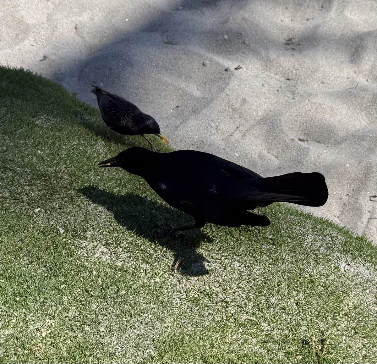 Scotty Leamon tweet media