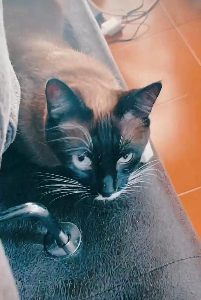 Daily Auron Cats ⋆˙⟡ tweet media