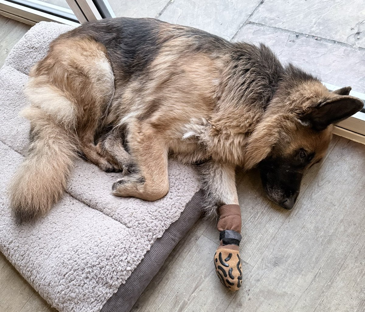 Garbo 🐕 and Heidi, Amber🌈🐕 tweet media