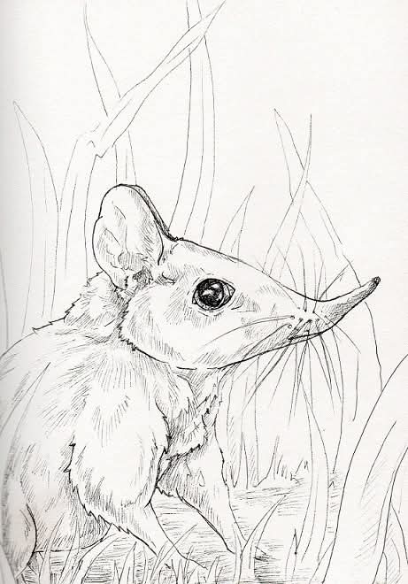 Today's Spirit Guide is Shrew! 😄

These insectivorous mammals are members of the Eulipotyphia order which are more closely related to hedgehogs and moles than mice. Spiritually, they represent thriftiness, creativity, collection, sensitivity, and finding answers.

✨️
