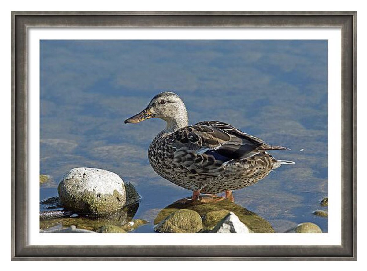 shonna99784's tweet image. Mallard Standing Near Bay Rocks - Framed Print shonna-hawkins.pixels.com/featured/malla…

#Mallard #Standing #Near #BayRocks #KempenfeltBay #FramedPrint #FineArtPrints #WallArt #HomeDecor #ShonnaHawkinsPhotography #BuyIntoArt