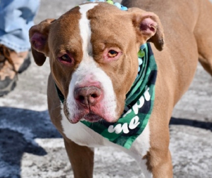 Taino 246359
Listed TBK 2/24
#NYCACC #RescueOnly 
He is a handsome 7 yr old
In prev home, had gotten loose and bit stranger dog, did not break skin
He loves toys
Friendly &amp; outgoing with kids
Help save Taino!
nycacc.app/browse/246359
#Pledge4Rescue #foster #adopt