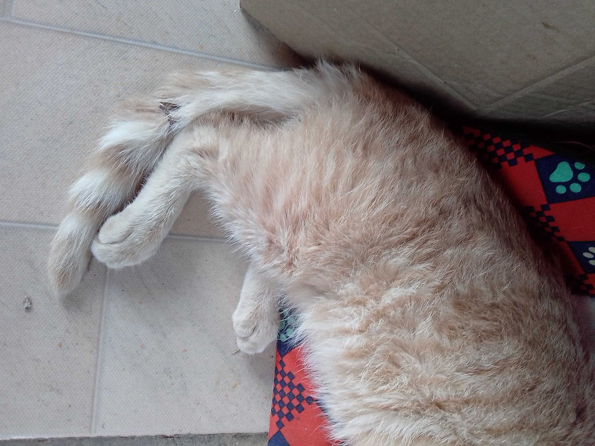 Husky ッ tweet media