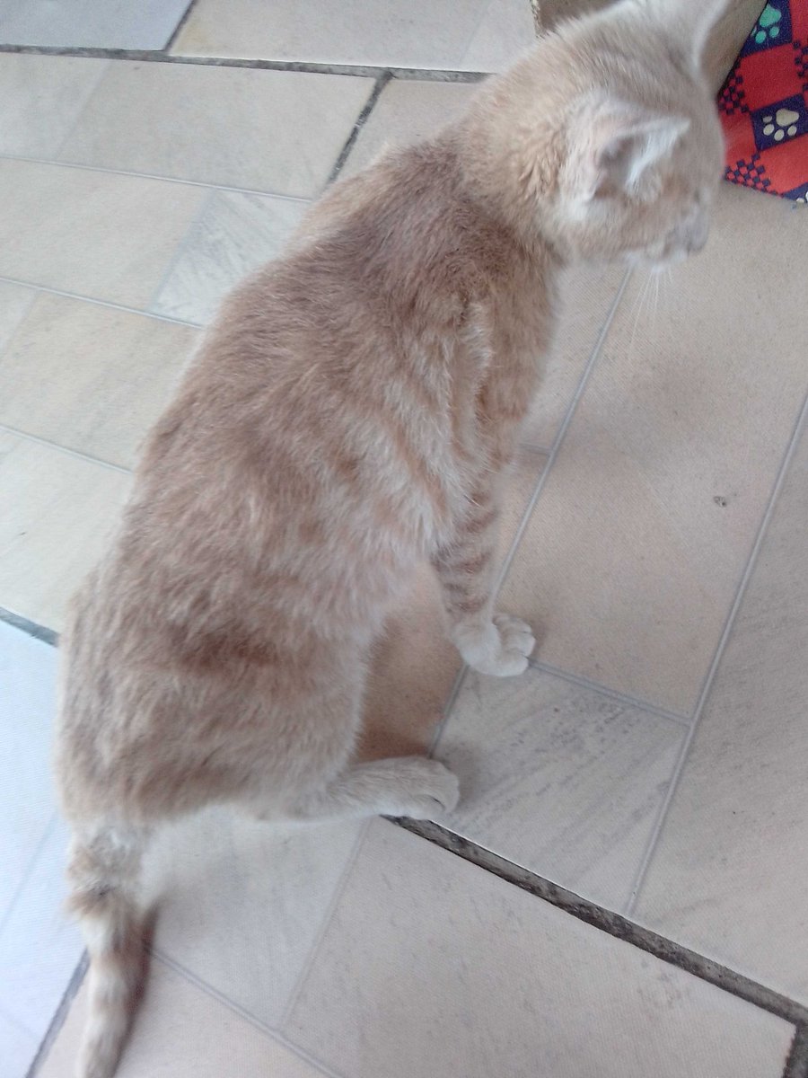 Husky ッ tweet media