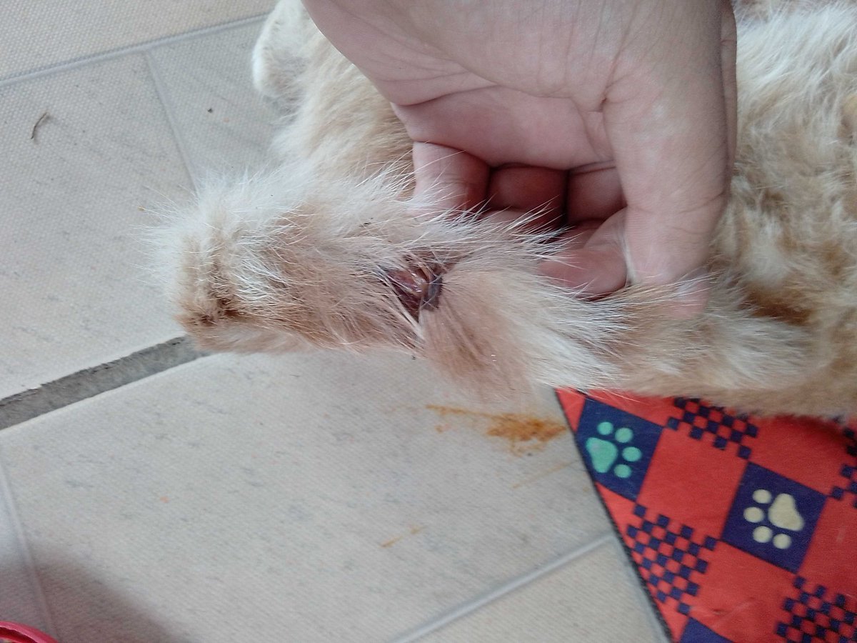 Husky ッ tweet media