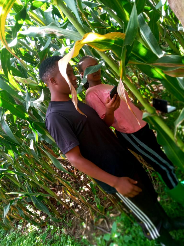 agriresearchclb's tweet image. Farming requires attention every day!  We monitor crops to control #weeds, #pests, and #diseases, while assessing our #tillage progress toward regenerative agriculture. Sustainable impact starts here! 
#Agriresearch 
#RegenerativeAgriculture