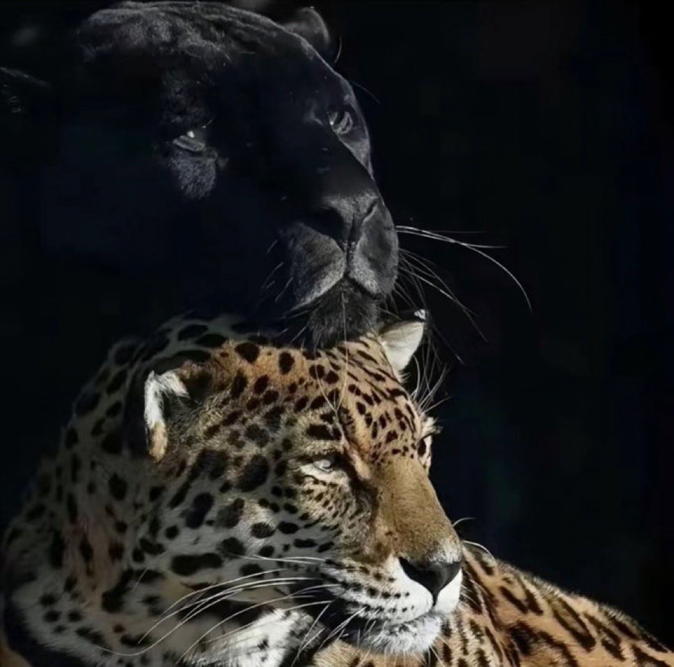 not cute & kinky memes tweet media