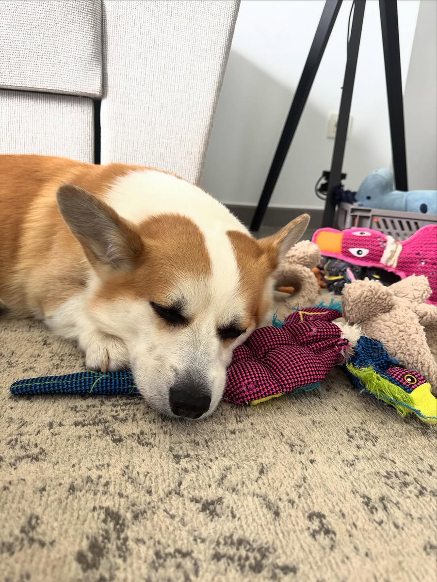 JosephineK1761's tweet photo. Momma said I am not cute🥹
#FluffyCorgi #CorgiLoveAffair #CorgiLovers #CorgiFamily #CorgiSquad #PrincessWelshCorgi https://t.co/aTgOUlV6l9