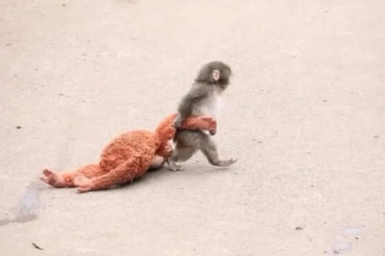 Roderic Gale ⚔️ Vtuber tweet media