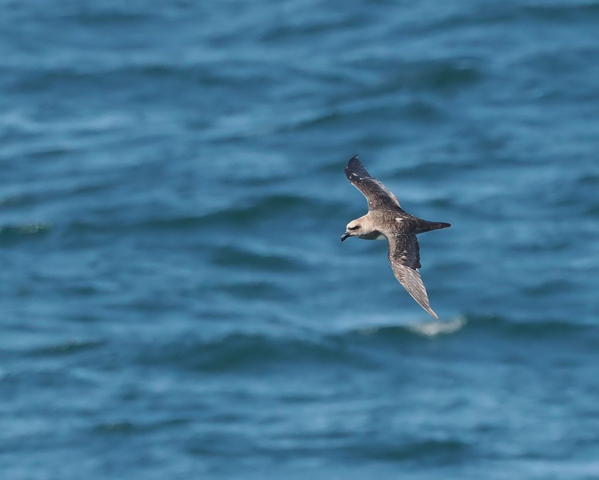 Andrew Whitehouse tweet media