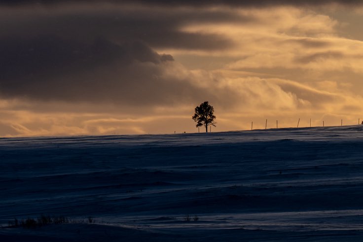 Øyvind Vigdal tweet media