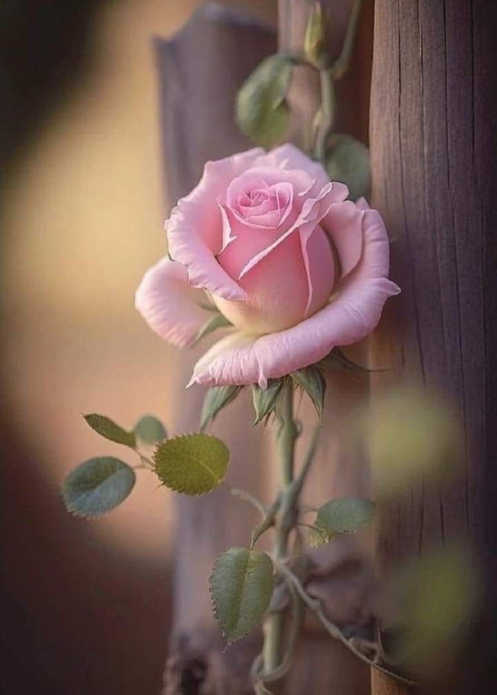 ღღرسائل_قلبيღღ tweet media