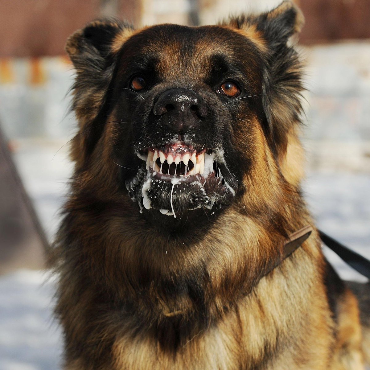 Yıl 2026.
Yer, Türkiye.

İstanbul'da 2025 yılında kuduz riskli temas nedeniyle hastanelere 123 bin 538 kişi başvurdu, 411 bin 432 kuduz aşısı uygulandı.