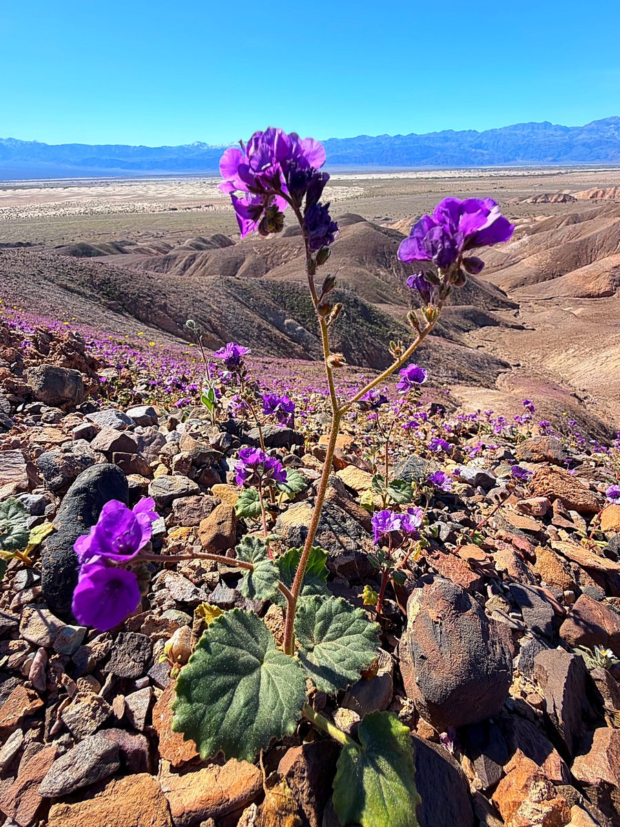 In almost 30 years of living in and around Death Valley I have never seen the calthaleaf phacelia this dense and abundant, coating the barren rock hills with purple. They are having a banner year in this hyperarid part of the Mojave Desert. Photo 🧵🪻