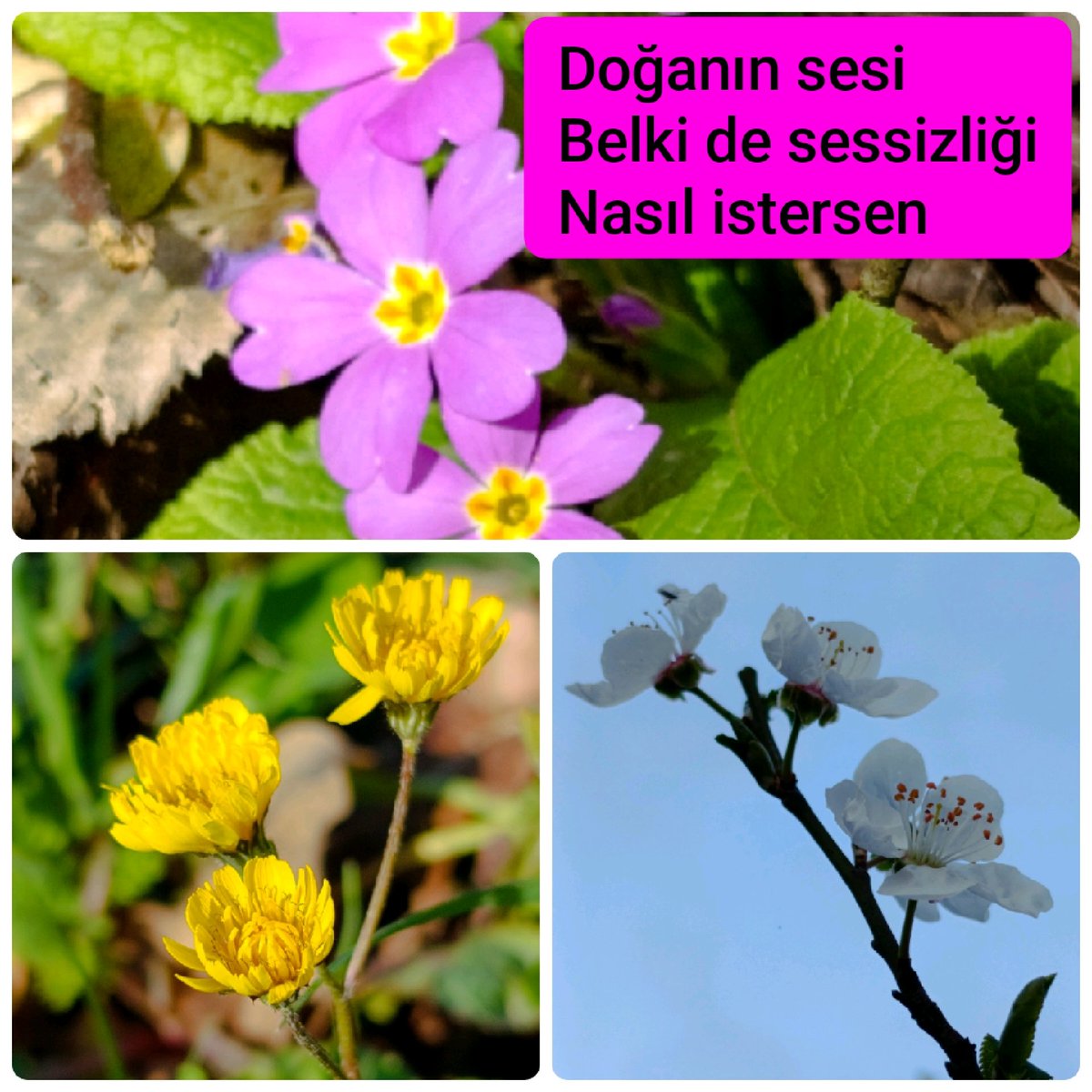 OtuzGun30's tweet photo. #haiku #izmit #doğa https://t.co/s93OZP6xIp