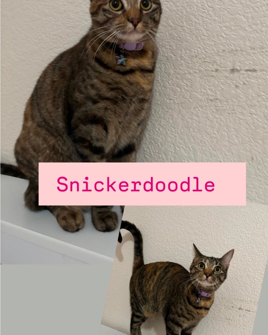 Snickerdoodle
Available 2/22 at PetSmart on Fairway, Roseville
Female
11 months
Purina One Kibble
new.shelterluv.com/matchme/adopt/…

#adoptdontshop #adoptme #catadoptions #kittenrescue #rosevilleca