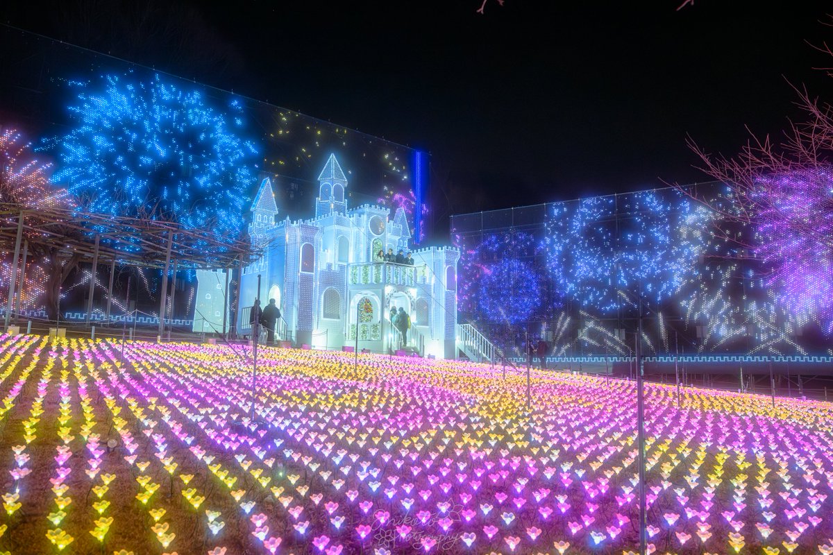 📷：𝙉𝙞𝙠𝙤𝙣 ℤ9 lens：NIKKOR ℤ24-70mm f/2.8 S II 撮影地：栃木