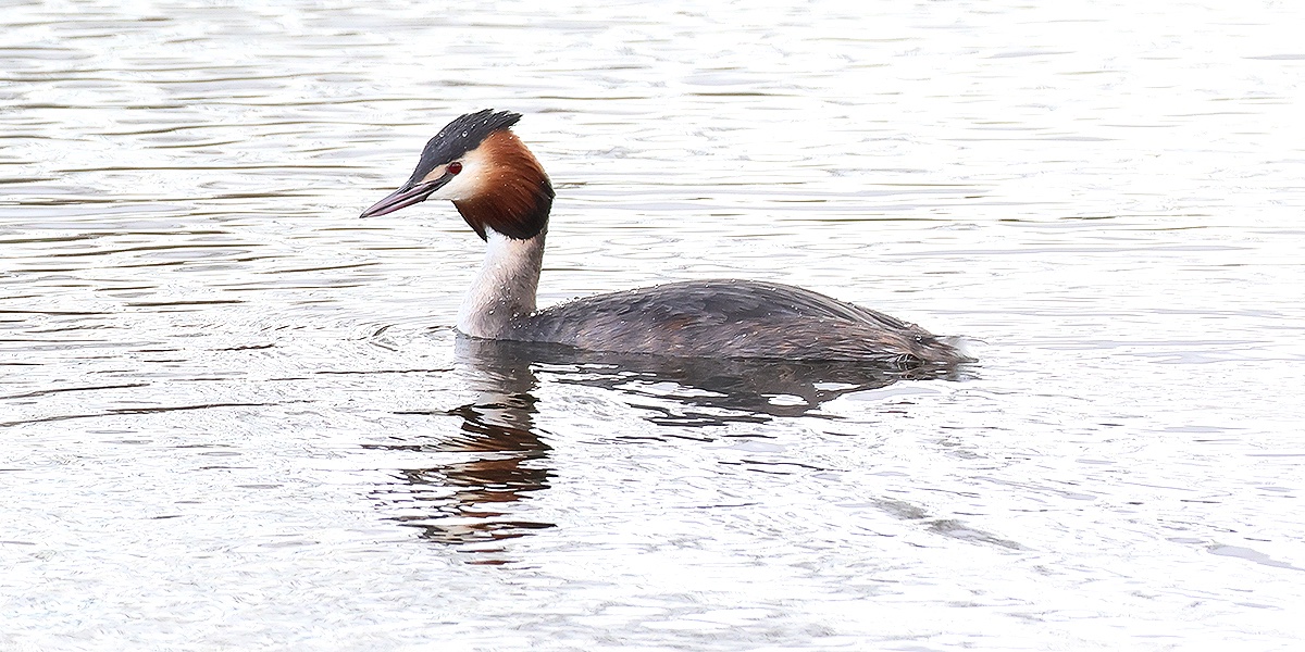 NewcastleBirder tweet media