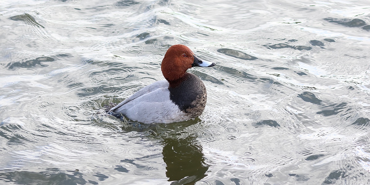 NewcastleBirder tweet media