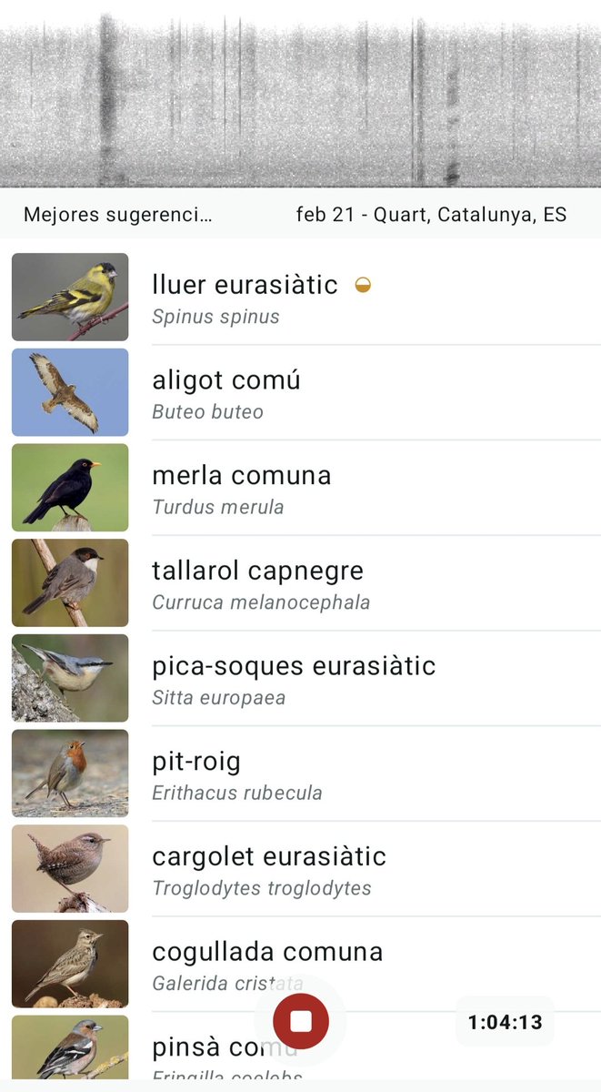 Cada dia tinc més alumnes que fan servir #MerlinBirdID per identificar els ocells que senten i observen 👏🏻🐦✨

És una eina fantàstica per aprendre a reconèixer cants i espècies, despertar la curiositat i connectar amb la #natura d’una manera pràctica i divertida 🦉📱