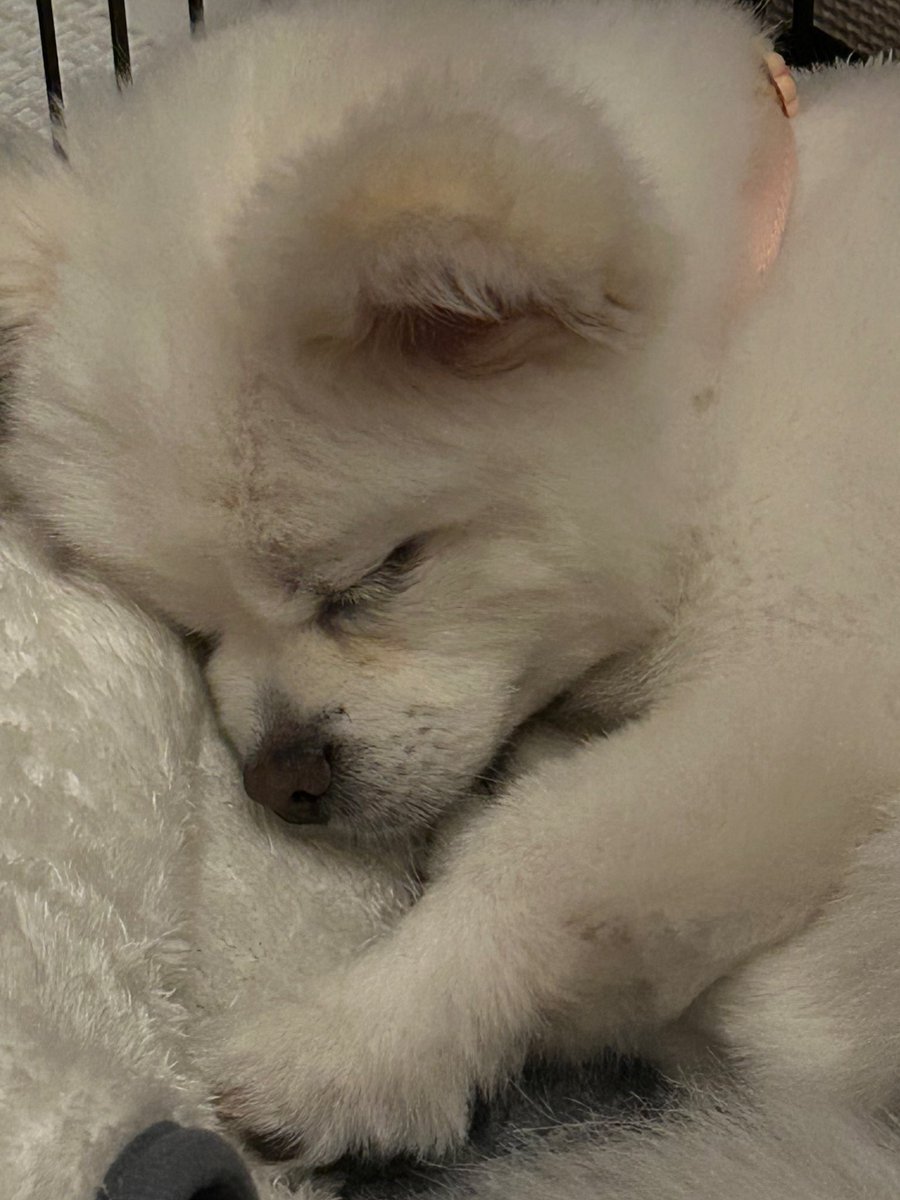 zoootyan25's tweet photo. 可愛い🐶 https://t.co/dqGEY6Qn4m