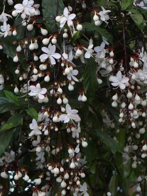 ‘สร้อยสายเพชร’ เป็นชื่อที่เพราะแล้วก็ดูรวยมากๆเลยนะครับ 😆 ผมเพิ่งจะรู้ชื่อภาษาไทยของต้นนี้ครับ เกาหลีเราก็มีปลูกเหมือนกันแต่เป็นไม้ประดับแล้วก็ไม่ได้หาได้เจอง่ายๆ

เรียกสั้นๆทับศัพท์ตามภาษาอังกฤษว่า 덴드럼 แต่ก็มีชื่ออีกเยอะแยะอย่างเช่น 클레로덴드럼 และ 나비시다래 รวมถึง 수양