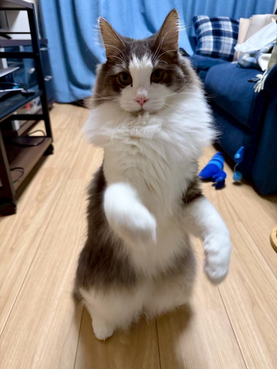 raHyena's tweet photo. @995Tabularasa 【猫の日企画】
合言葉:「おすしすきだ」
猫種:ノルウェージャンフォレストキャット（♂）
名前:ベル
肉球は４足ともピンクです☺️

よろしくお願いします！ https://t.co/J9d82YdEjy