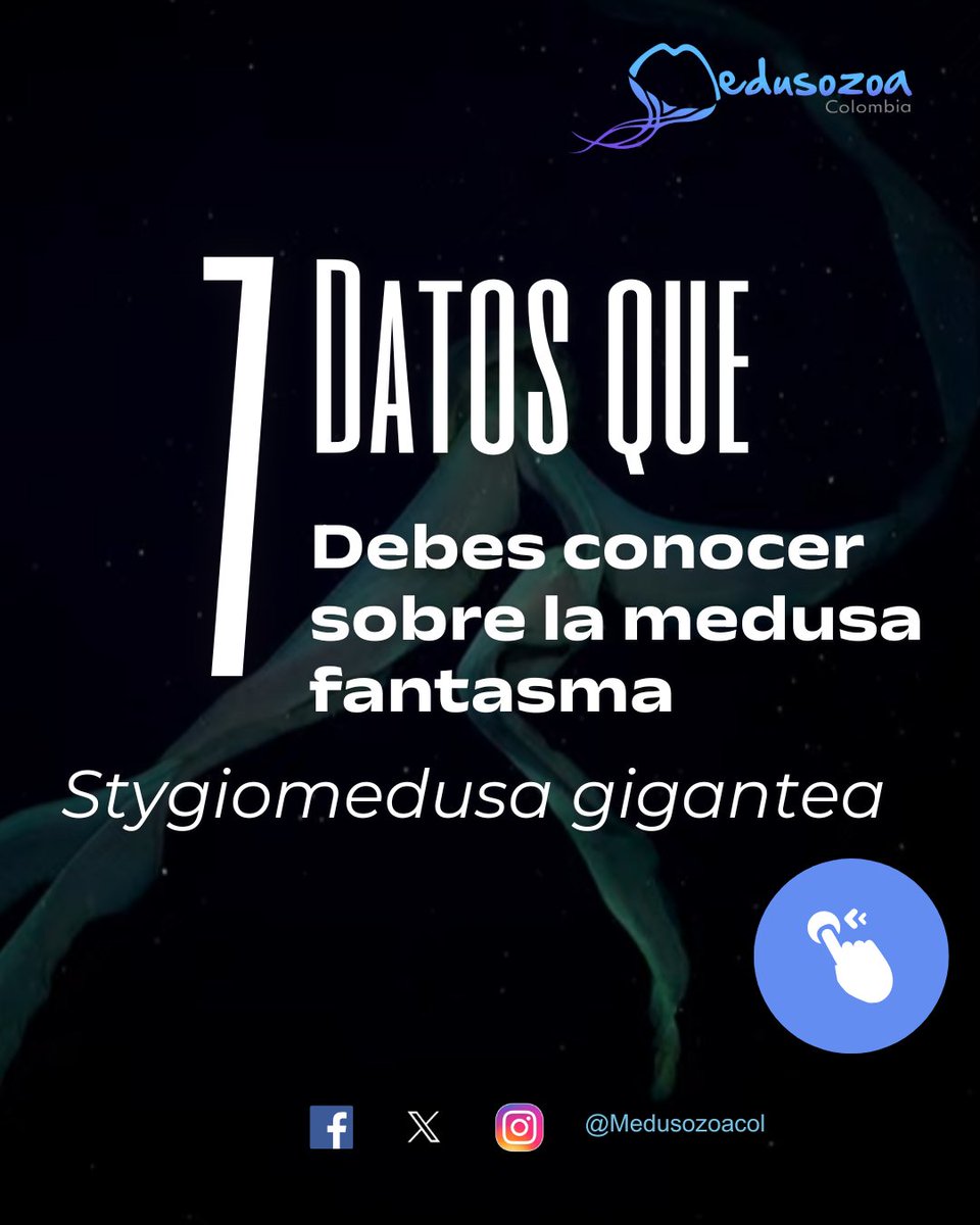 MedusozoaCol's tweet photo. En medio del video viral de la #medusafantasma, quisimos ir más allá de la imagen. #Stygiomedusagigantea fue registrada en Argentina entre 256–1.016 m durante inmersiones del @SchmidtOcean en el 2025🪼🌊 #Taludcontinental4 #vidaenlosextremos https://t.co/hEibHymomR