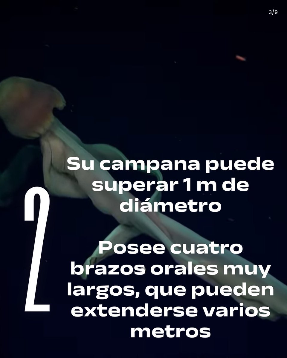 MedusozoaCol's tweet photo. En medio del video viral de la #medusafantasma, quisimos ir más allá de la imagen. #Stygiomedusagigantea fue registrada en Argentina entre 256–1.016 m durante inmersiones del @SchmidtOcean en el 2025🪼🌊 #Taludcontinental4 #vidaenlosextremos https://t.co/hEibHymomR