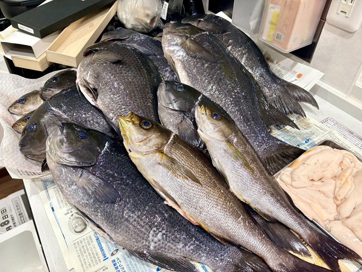Life6Fishing's tweet photo. さて釣ったグレを捌くと、特大の白子が入ってました。捌いたグレはお刺身とグレしゃぶに。〆は雑炊で。
#グレしゃぶ
#お刺身
#雑炊
#白子 https://t.co/VC88W04wCc