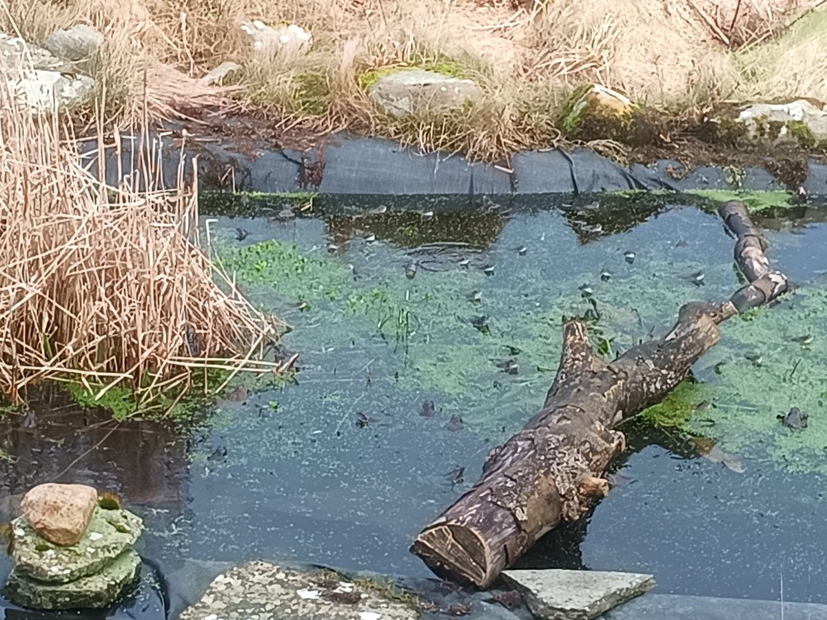BurrayBirding's tweet photo. Frog Fest 2026 is underway 😃 https://t.co/BCjtfvBpM8