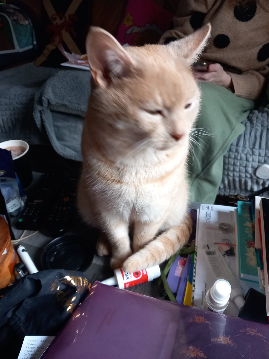CrToby's tweet photo. Friends! Say hello to the latest member of the family, The Great Catsby. https://t.co/H8RlNlHrlf