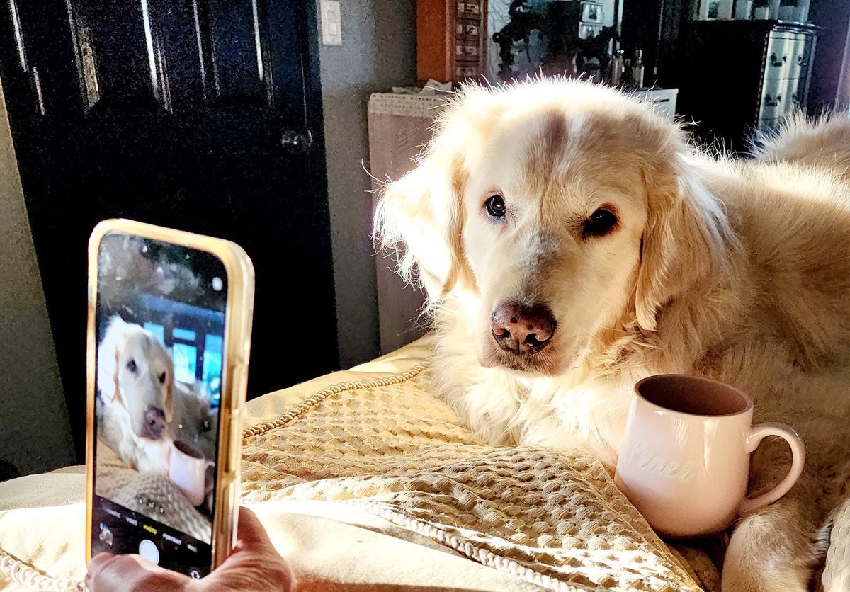 Sampson the Service Dog tweet media